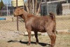 1 X KALAHARI RED GOAT EWE STRAM HOLDINGS - KALAHARI RED - 2