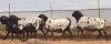 4 X SWART SKILDER PERSIE SKAAP RAM & EWES MOHIMBA - PERSIES (Per Piece to take the lot) - 5