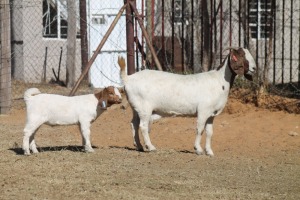 1 + 1 X BOERBOK EWE WIL JO BOERBOK STUD 