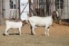 1 + 1 X BOERBOK EWE WIL JO BOERBOK STUD