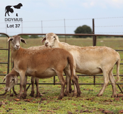 LOT 37 3X MEATMASTER DIDYMUS MEATMASTERS CHRISTOF GROBLER : 0837812076