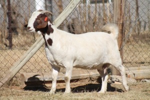 1 X BOERBOK EWE WIL JO BOERBOK STUD