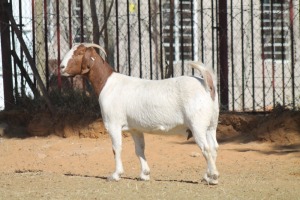 1 X BOERBOK EWE WIL JO BOERBOK STUD