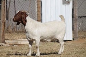 1 X BOERBOK EWE WIL JO BOERBOK STUD