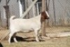1 X BOERBOK EWE WIL JO BOERBOK STUD - 2
