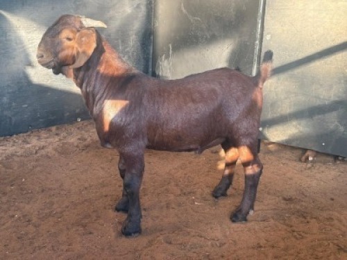 1 X Kalahari Red LEROY VAN DER MERWE