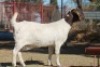 1 X BOERBOK EWE WIL JO BOERBOK STUD - 5