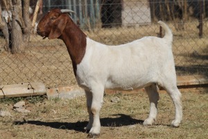 1 X BOERBOK EWE WIL JO BOERBOK STUD 