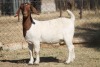 1 X BOERBOK EWE WIL JO BOERBOK STUD - 3