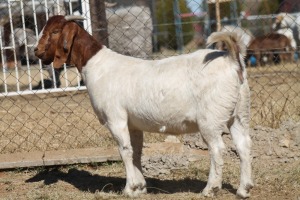 1 X BOERBOK EWE WIL JO BOERBOK STUD X