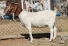 1 X BOERBOK EWE WIL JO BOERBOK STUD X - 2