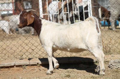 1 X BOERBOK EWE WIL JO BOERBOK STUD