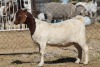 1 X BOERBOK EWE WIL JO BOERBOK STUD - 2