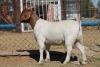 1 X BOERBOK EWE WIL JO BOERBOK STUD