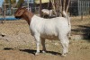 1 X BOERBOK EWE WIL JO BOERBOK STUD - 2