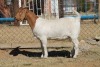 1 X BOERBOK EWE WIL JO BOERBOK STUD