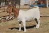 1 X BOERBOK EWE WIL JO BOERBOK STUD - 2