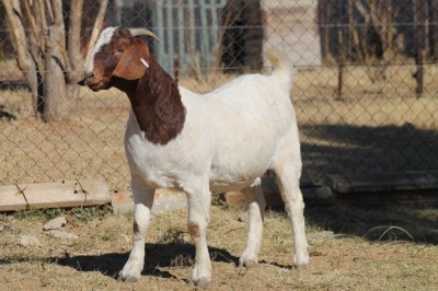 1 X BOERBOK EWE WIL JO BOERBOK STUD