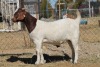 1 X BOERBOK EWE WIL JO BOERBOK STUD - 2