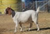 1 X BOERBOK EWE WIL JO BOERBOK STUD