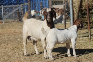 1 + 1 X BOERBOK EWE WIL JO BOERBOK STUD