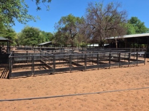 1 X 10x Lambing Pens LEROY VAN DER MERWE