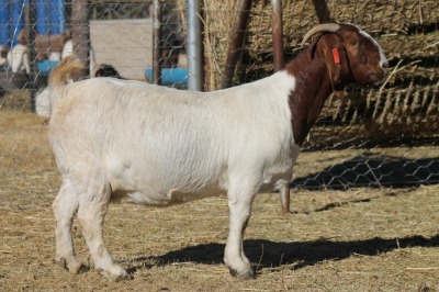 1 X BOERBOK EWE WIL JO BOERBOK STUD