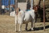 1 X BOERBOK EWE WIL JO BOERBOK STUD - 2