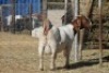1 X BOERBOK EWE WIL JO BOERBOK STUD - 3