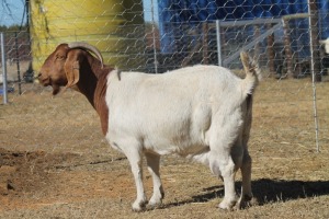 1 X BOERBOK EWE WIL JO BOERBOK STUD