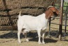 1 X BOERBOK EWE WIL JO BOERBOK STUD