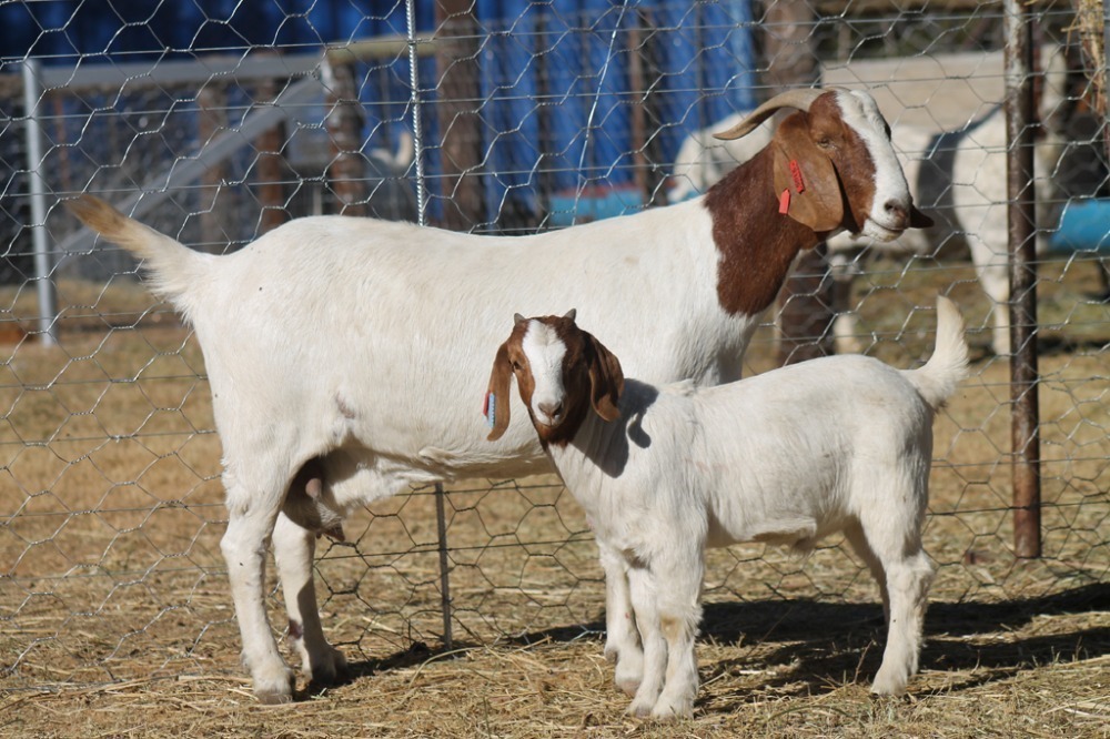 1 1 X BOERBOK EWE WIL JO BOERBOK STUD INDIGENOUS LIVESTOCK CARNIVAL ...