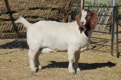 1 X BOERBOK EWE WIL JO BOERBOK STUD