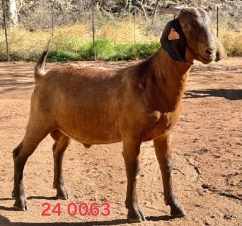 1 X Kalahari Red BERNICK FOURIE