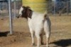 1 X BOERBOK EWE WIL JO BOERBOK STUD - 2