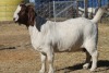 1 X BOERBOK EWE WIL JO BOERBOK STUD - 4