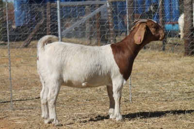 1 X BOERBOK EWE WIL JO BOERBOK STUD