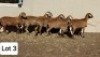 1+1 X MEATMASTER EWE Pienaarspan Meatmasters