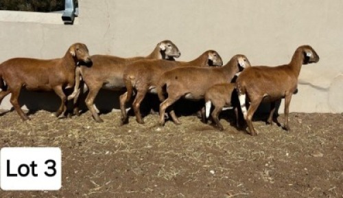 1 X MEATMASTER EWE Pienaarspan Meatmasters