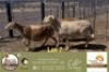 1 X MEATMASTER PREGNANT EWE Karoo Shalom Meatmasters