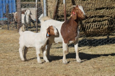 1 + 1 X BOERBOK EWE WIL JO BOERBOK STUD