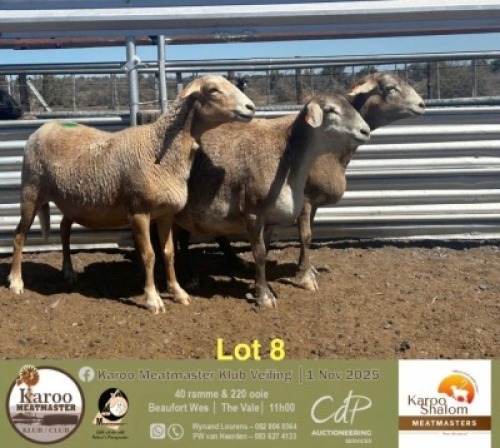 WITHDRAWN - 1 X MEATMASTER EWE Karoo Shalom Meatmasters