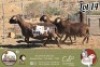 1+2 X MEATMASTER PREGNANT EWE Ochre Meatmasters