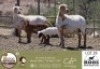 1+1 X MEATMASTER EWE Roos Meatmasters