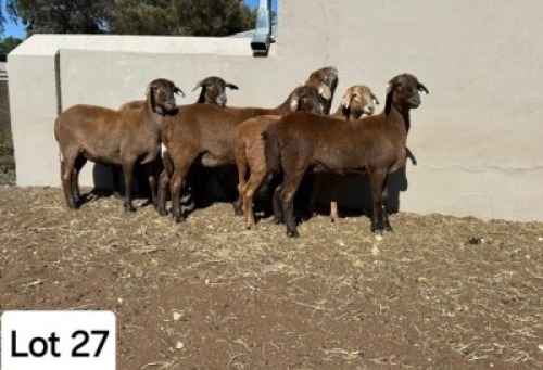 1 X MEATMASTER PREGNANT EWE Pienaarspan Meatmasters