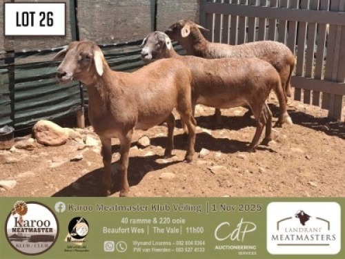1 X MEATMASTER PREGNANT EWE Landrani Meatmasters