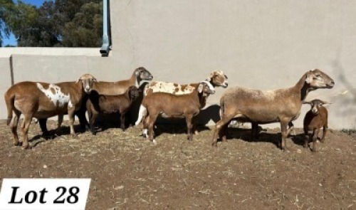 1 X MEATMASTER PREGNANT EWE Pienaarspan Meatmasters