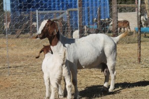 1 + 1 X BOERBOK EWE WIL JO BOERBOK STUD 