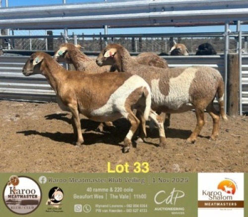 1 X MEATMASTER PREGNANT EWE Karoo Shalom Meatmasters