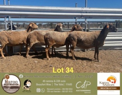 WITHDRAWN - 1 X MEATMASTER EWE Karoo Shalom Meatmasters